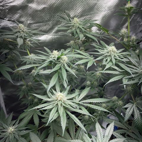 Girl Scout Cookies Fem by KilliczGe growlog timeline photo