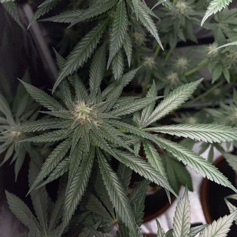 Girl Scout Cookies Fem by KilliczGe growlog timeline photo
