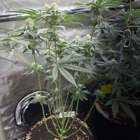 Cereal Milk Fem by KilliczGe growlog timeline photo