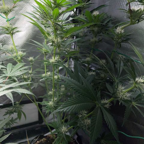 Tangerine Dream Fem by KilliczGe growlog timeline photo