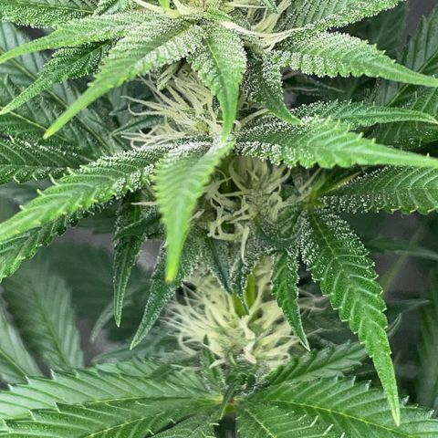 Tangerine Dream Fem by KilliczGe growlog timeline photo