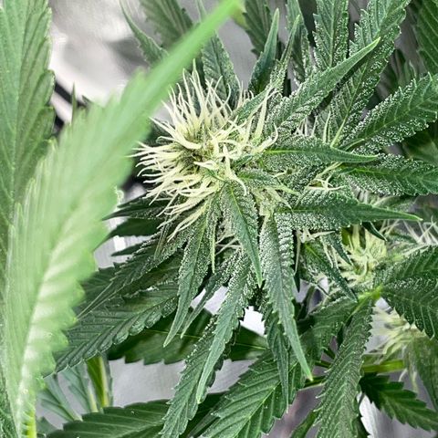 Tangerine Dream Fem by KilliczGe growlog timeline photo