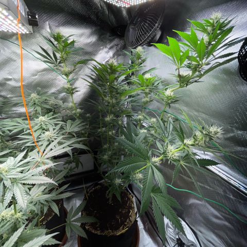 Tangerine Dream Fem by KilliczGe growlog timeline photo