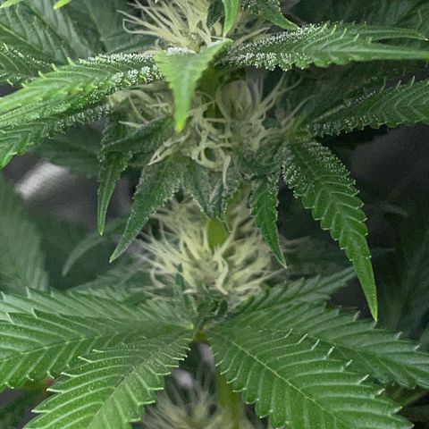 Tangerine Dream Fem by KilliczGe growlog timeline photo