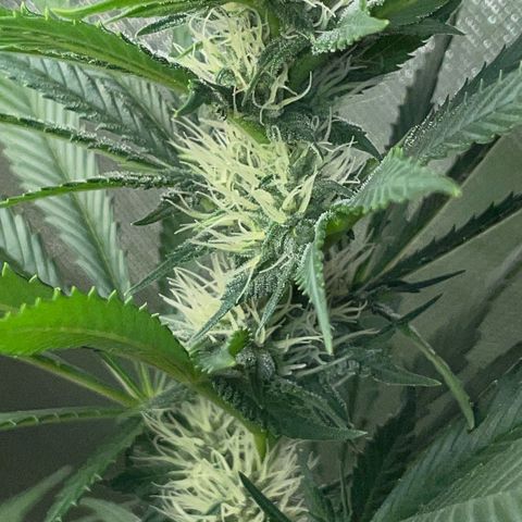 Tangerine Dream Fem by KilliczGe growlog timeline photo