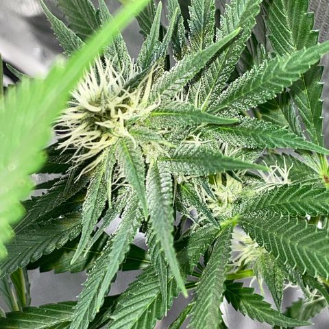 Tangerine Dream Fem by KilliczGe growlog timeline photo