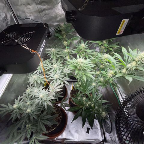 Tangerine Dream Fem by KilliczGe growlog timeline photo