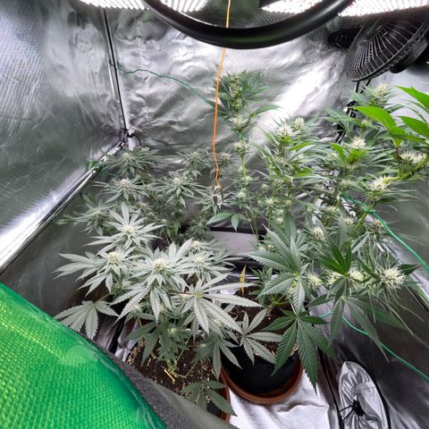 Girl Scout Cookies Fem by KilliczGe growlog timeline photo