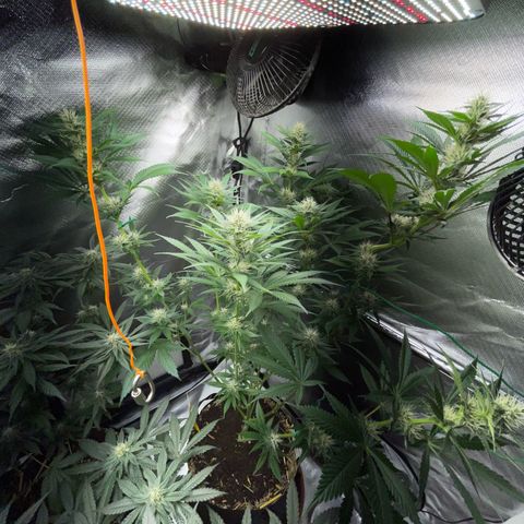 Tangerine Dream Fem by KilliczGe growlog timeline photo