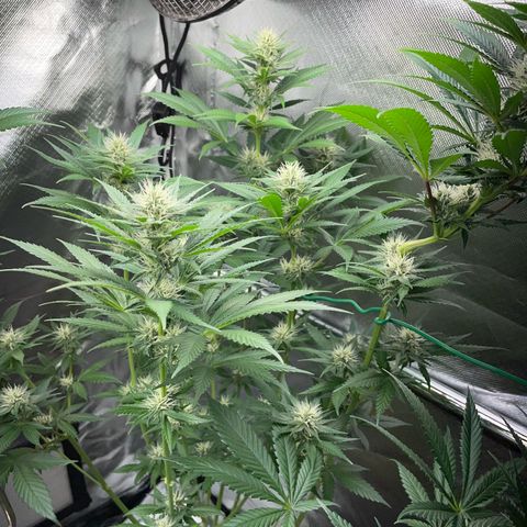 Tangerine Dream Fem by KilliczGe growlog timeline photo