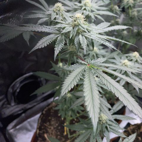 Cereal Milk Fem by KilliczGe growlog timeline photo