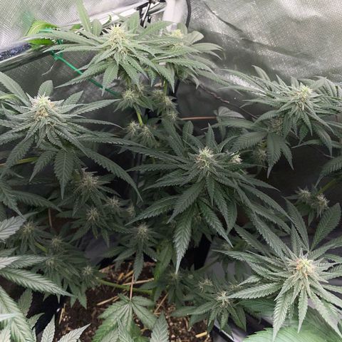 Girl Scout Cookies Fem by KilliczGe growlog timeline photo