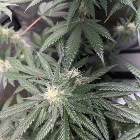 Girl Scout Cookies Fem by KilliczGe growlog timeline photo