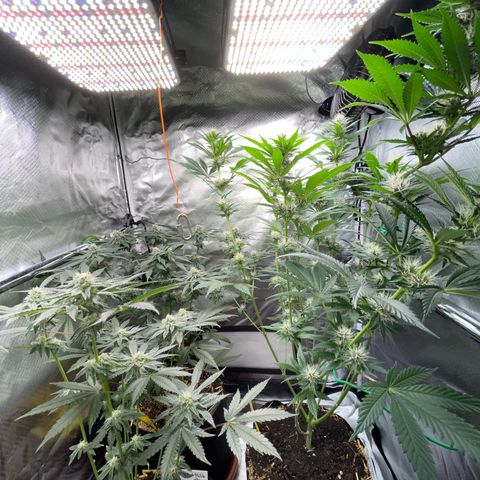 Girl Scout Cookies Fem by KilliczGe growlog timeline photo