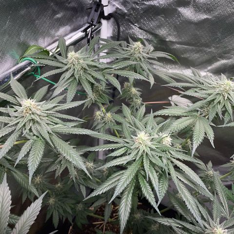 Girl Scout Cookies Fem by KilliczGe growlog timeline photo