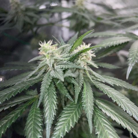 Girl Scout Cookies Fem by KilliczGe growlog timeline photo