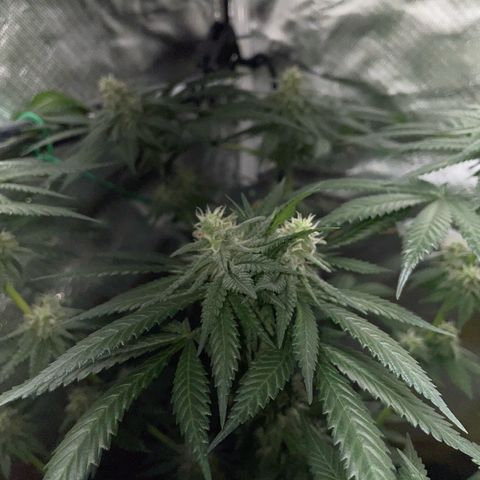 Girl Scout Cookies Fem by KilliczGe growlog timeline photo