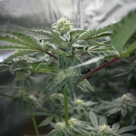 Cereal Milk Fem by KilliczGe growlog timeline photo