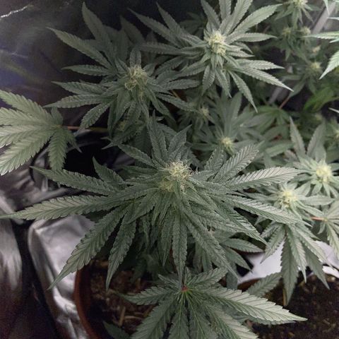 Cereal Milk Fem by KilliczGe growlog timeline photo