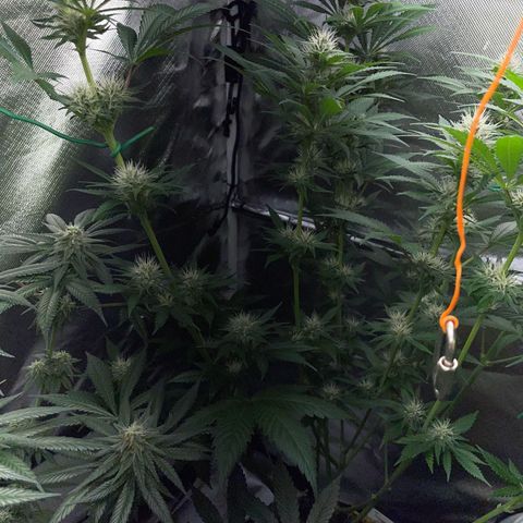 Tangerine Dream Fem by KilliczGe growlog timeline photo
