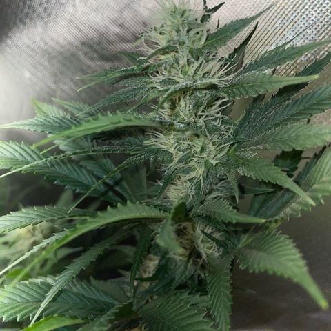 Tangerine Dream Fem by KilliczGe growlog timeline photo