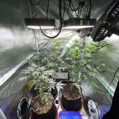 Girl Scout Cookies Fem by KilliczGe growlog timeline photo