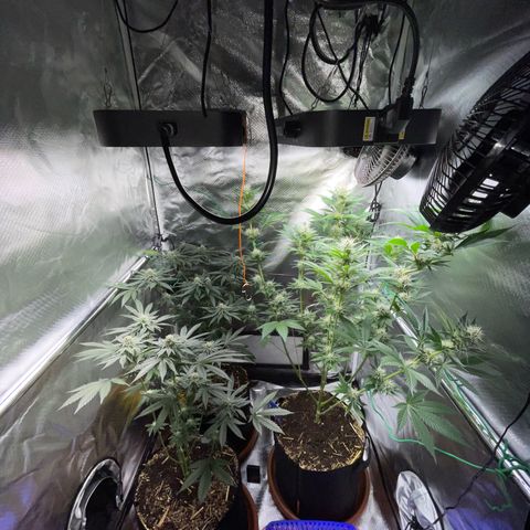 Girl Scout Cookies Fem by KilliczGe growlog timeline photo
