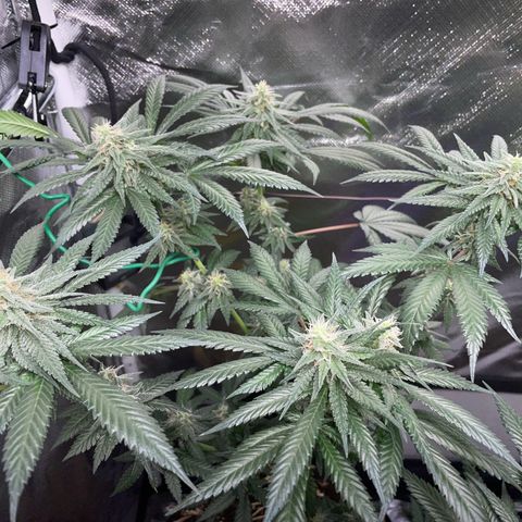Girl Scout Cookies Fem by KilliczGe growlog timeline photo