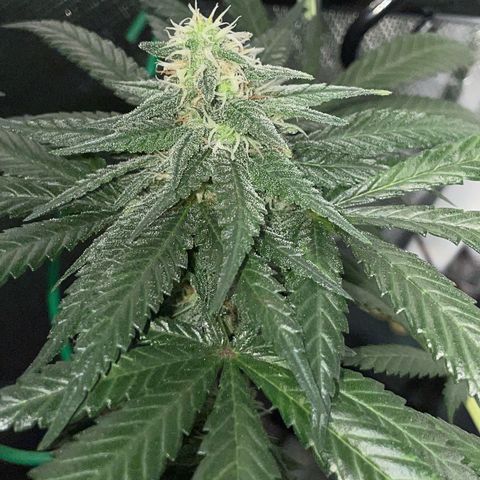 Girl Scout Cookies Fem by KilliczGe growlog timeline photo