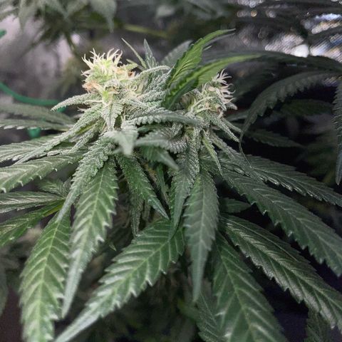 Girl Scout Cookies Fem by KilliczGe growlog timeline photo