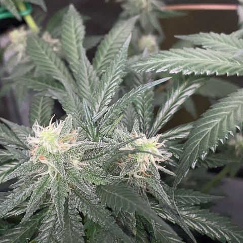 Girl Scout Cookies Fem by KilliczGe growlog timeline photo