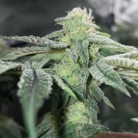 Cereal Milk Fem by KilliczGe growlog timeline photo