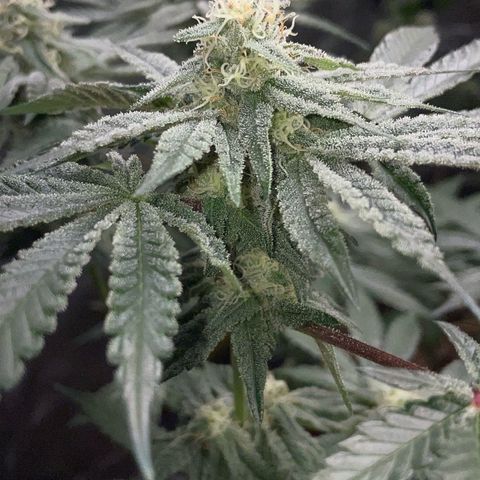 Cereal Milk Fem by KilliczGe growlog timeline photo