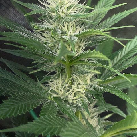 Tangerine Dream Fem by KilliczGe growlog timeline photo