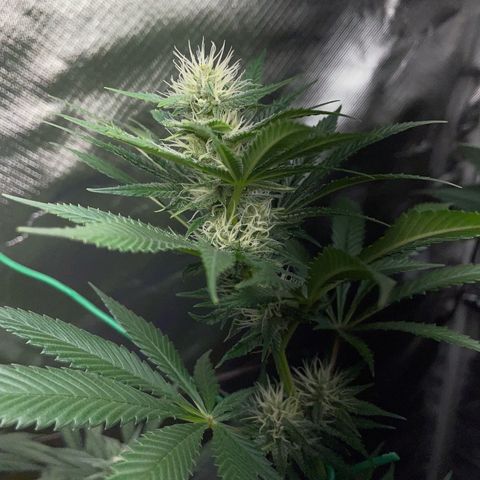 Tangerine Dream Fem by KilliczGe growlog timeline photo