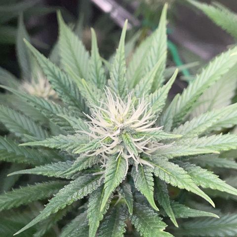 Tangerine Dream Fem by KilliczGe growlog timeline photo