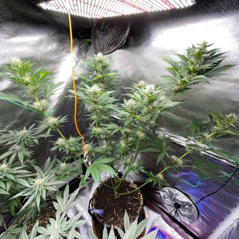 Tangerine Dream Fem by KilliczGe growlog timeline photo