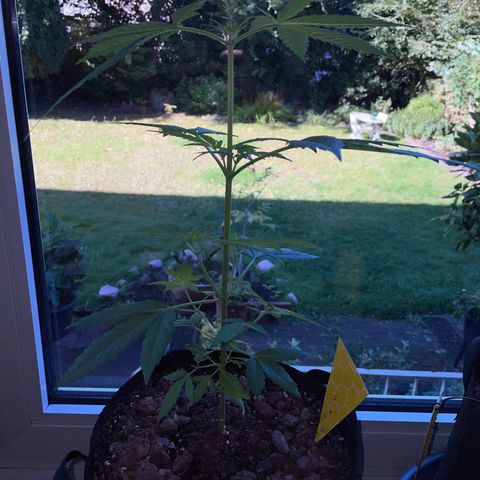 Late Outdoor season 25 - turned inside :D 1 AK48#2 auto  growlog timeline photo