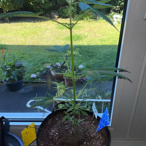 Late Outdoor season 25 - turned inside :D 1 AK48#2 auto  growlog timeline photo