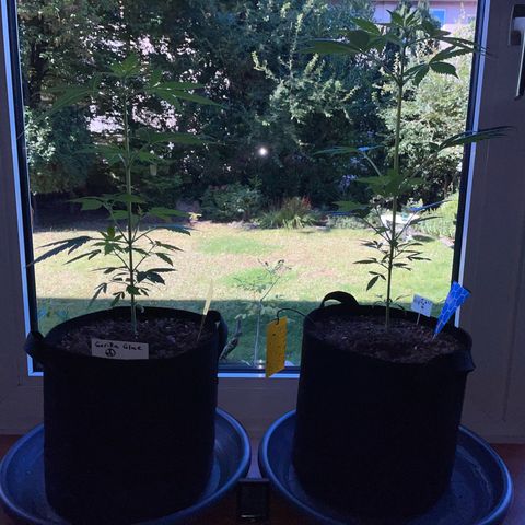 Late Outdoor season 25 - turned inside :D 1 AK48#2 auto  growlog timeline photo