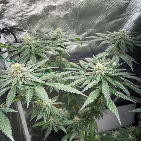 Girl Scout Cookies Fem by KilliczGe growlog timeline photo