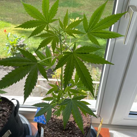 Late Outdoor season 25 - turned inside :D 1 AK48#2 auto  growlog timeline photo
