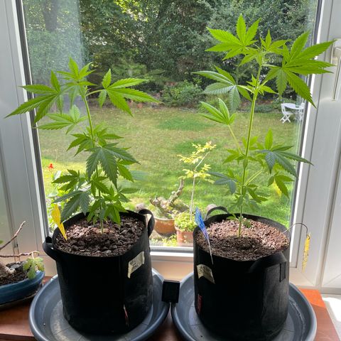Late Outdoor season 25 - turned inside :D 1 AK48#2 auto  growlog timeline photo
