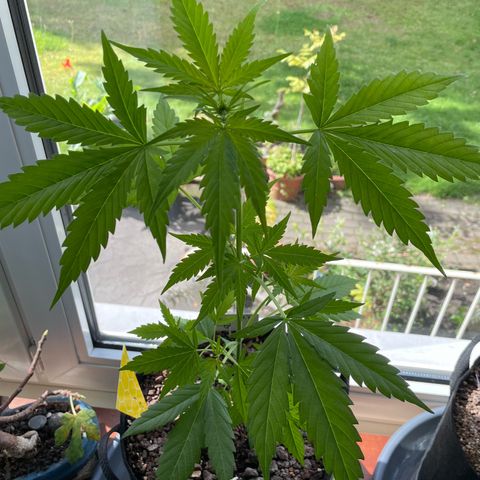 Late Outdoor season 25 - turned inside :D 1 AK48#2 auto  growlog timeline photo