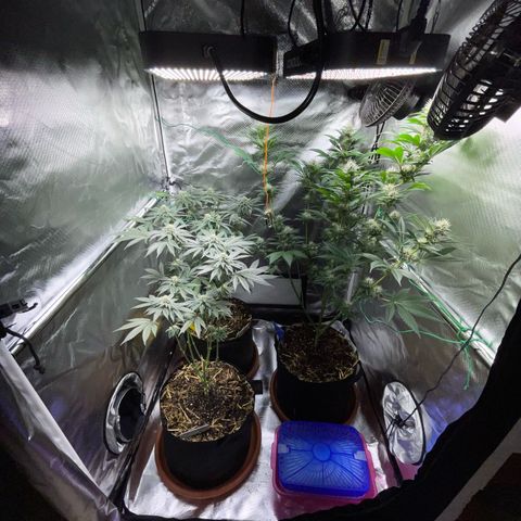 Girl Scout Cookies Fem by KilliczGe growlog timeline photo