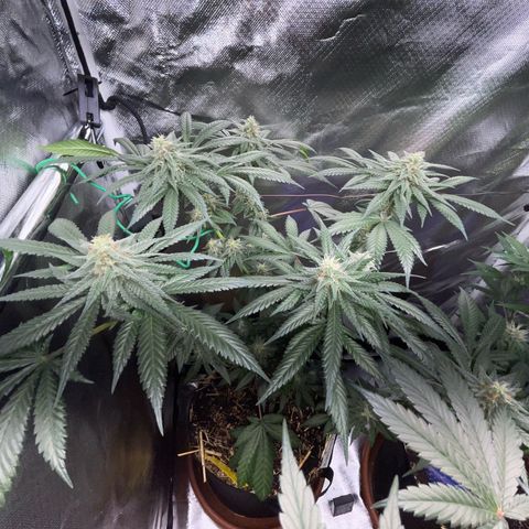 Girl Scout Cookies Fem by KilliczGe growlog timeline photo