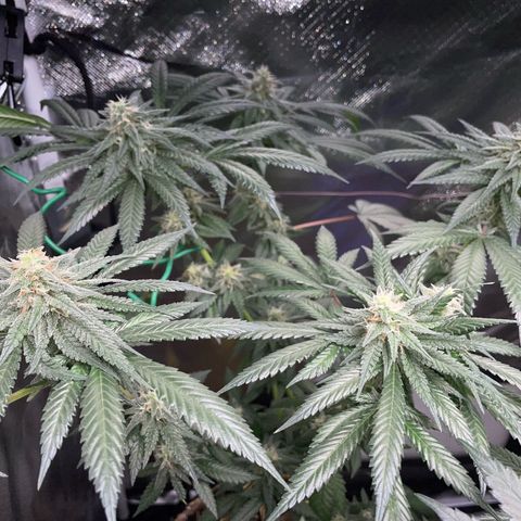 Girl Scout Cookies Fem by KilliczGe growlog timeline photo