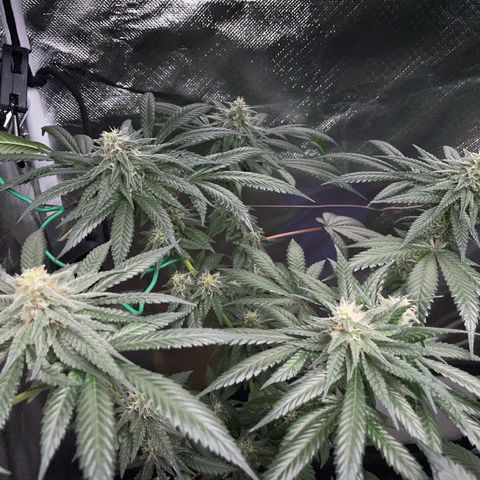 Girl Scout Cookies Fem by KilliczGe growlog timeline photo