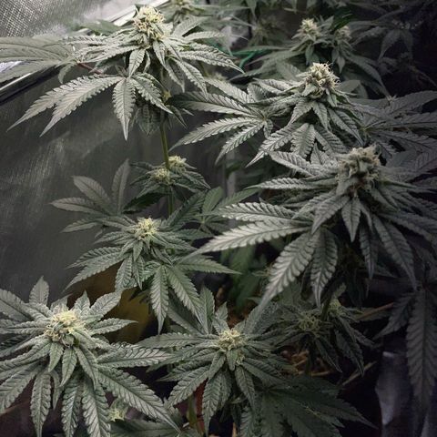 Cereal Milk Fem by KilliczGe growlog timeline photo