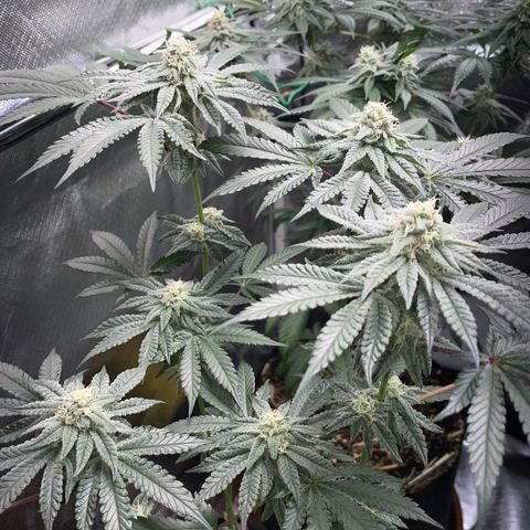 Cereal Milk Fem by KilliczGe growlog timeline photo